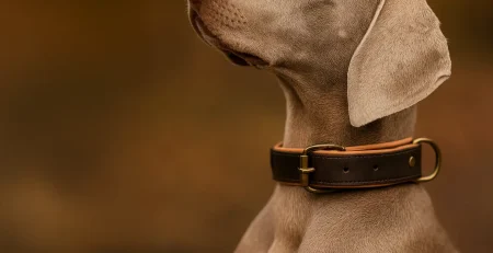 Leather Dog Collars