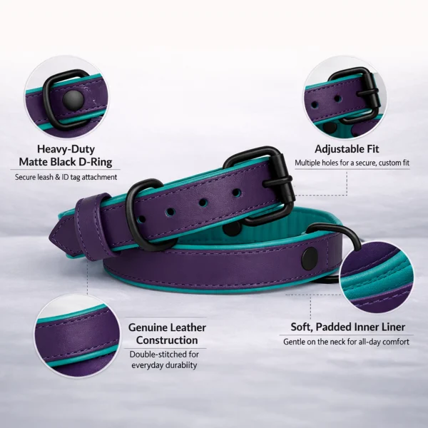 Durable Purple Leather Dog Collar with Teal Inner Padding