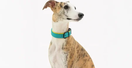 Best Leather Dog Collar Colors
